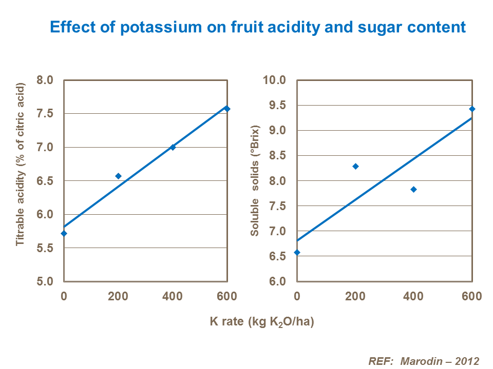 effect of potassium on fruit acidity and sugar content