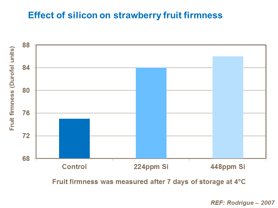 effect of silicon on strawberry fruit firmness