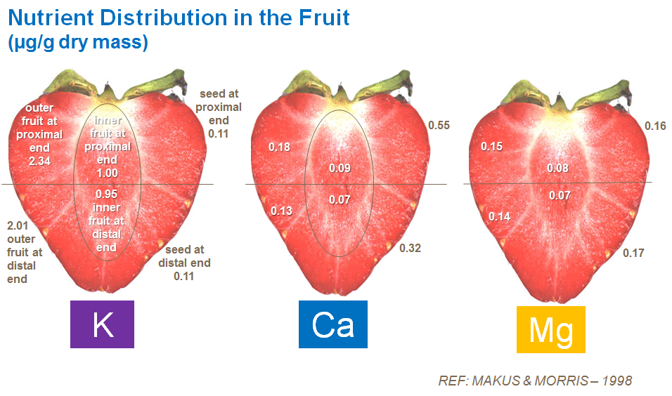 nutrient distribution in strawberry fruit