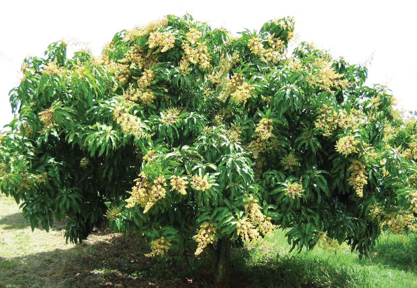mango flowering