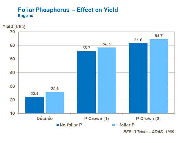 Foliar Phosphorus Effect on Yield