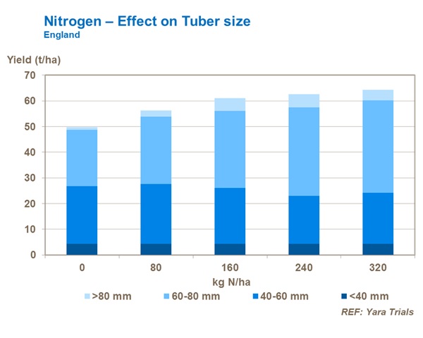 Nitrogen Effect on Tuber size